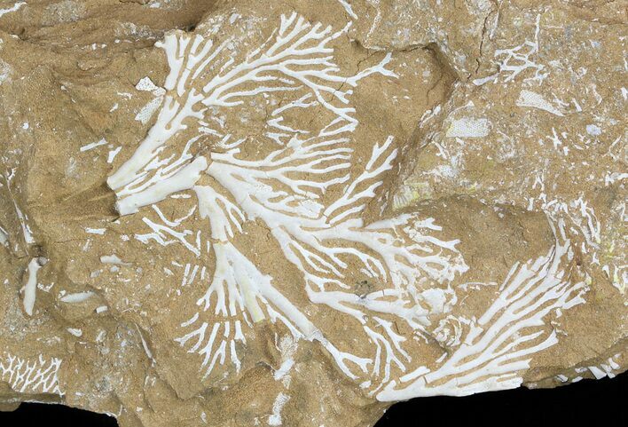 Ordovician Bryozoan (Pseudohornera) Plate - Estonia #47454
